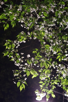 夜桜　その１