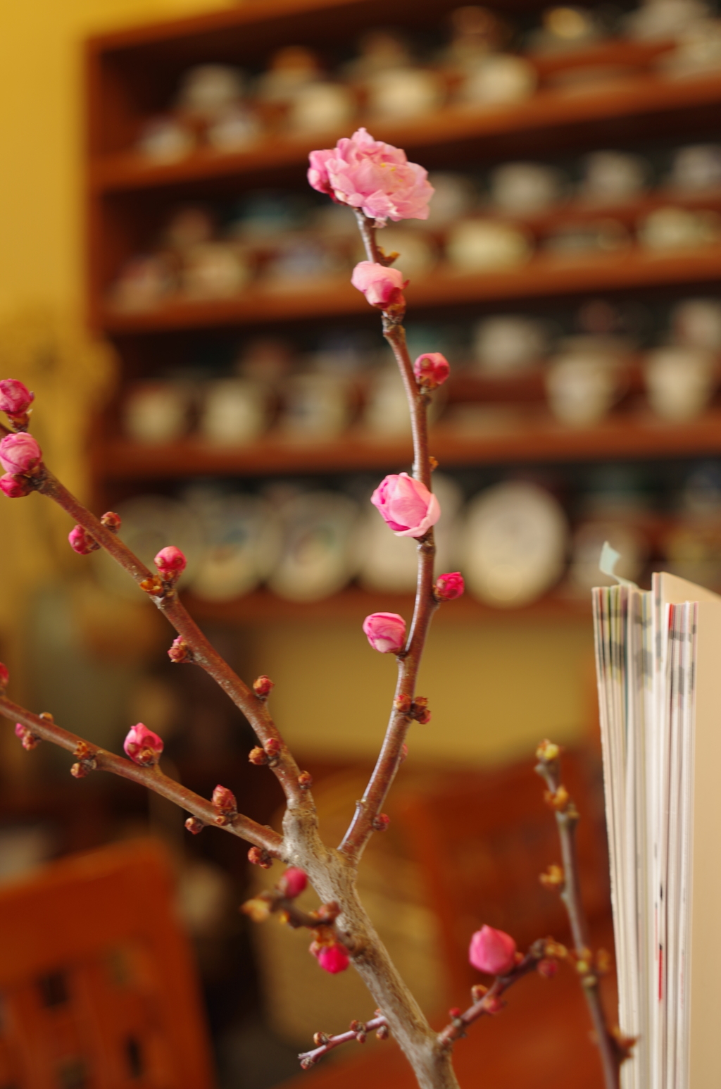 喫茶店の梅