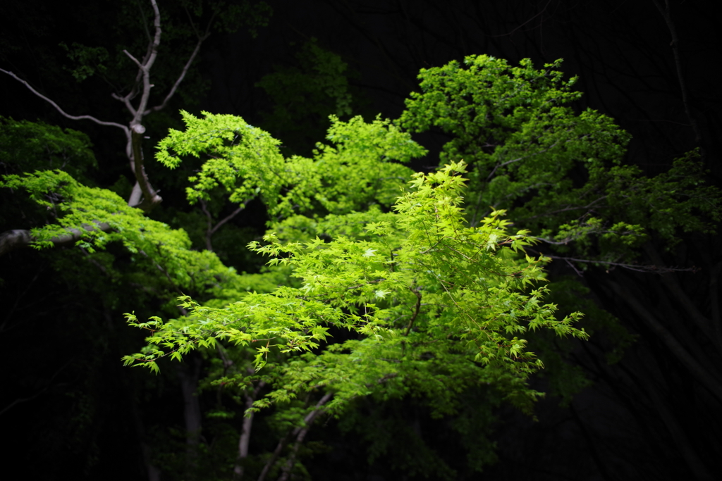 夜の緑　その１