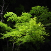 夜の緑　その１