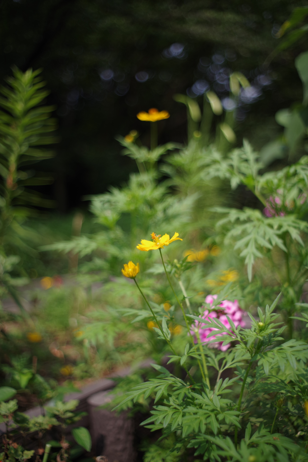 散歩中の花　その８