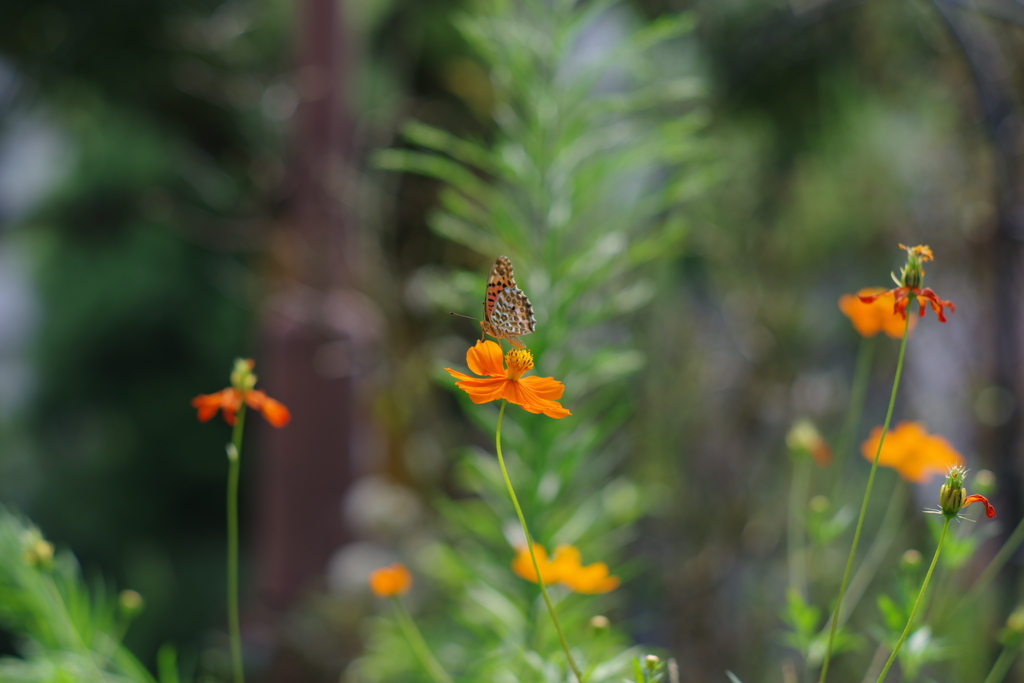 散歩中の花　その３