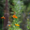 散歩中の花　その３