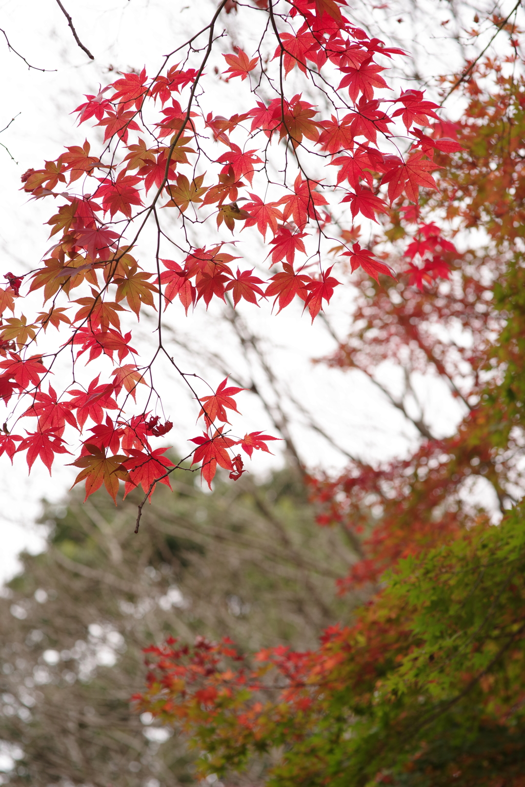 昼散歩でも紅葉　その１