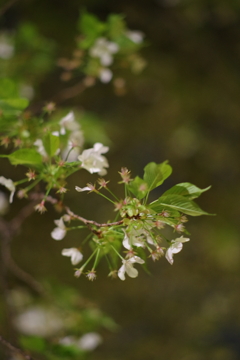 夜桜　その２