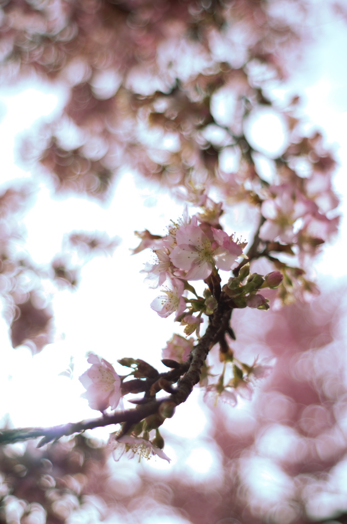 河津桜　その２