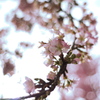 河津桜　その２