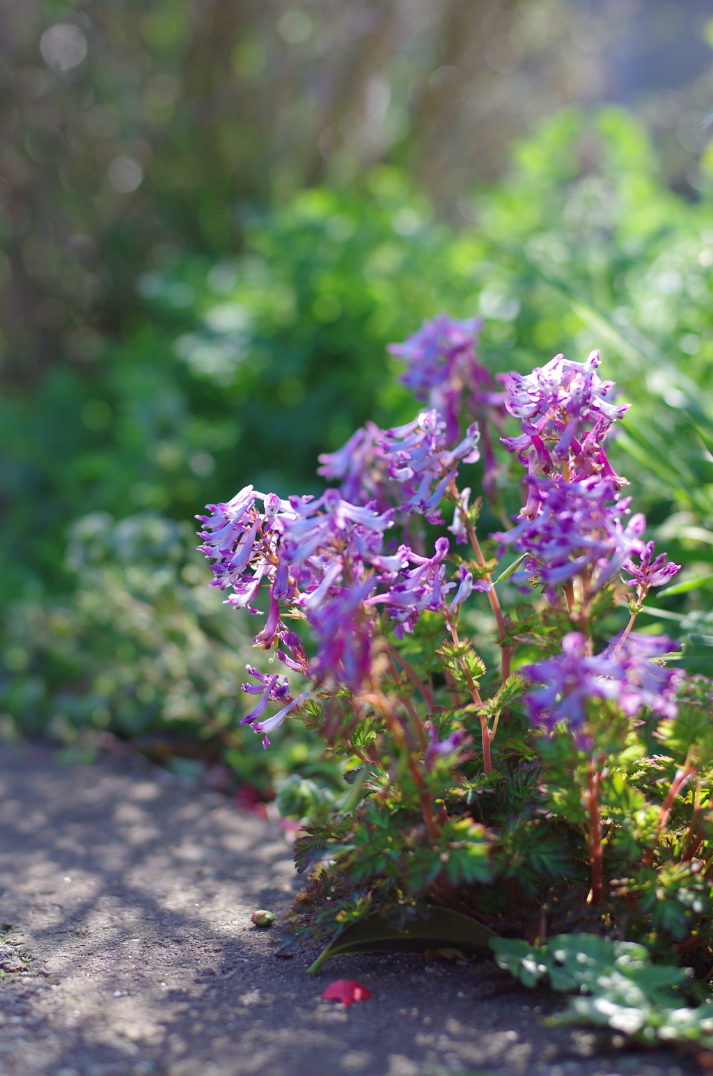 散歩中の花　その１