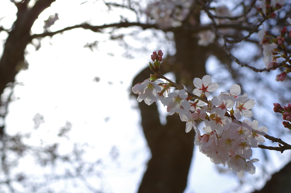 桜　その２