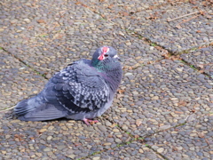 リボン付けた鳩