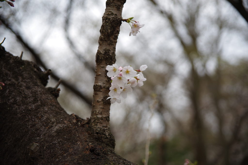 散歩中の桜　その２