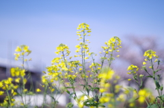 散歩中の菜の花　その１