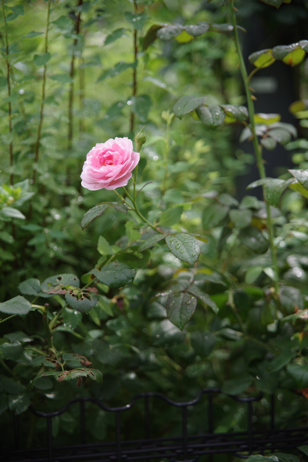 花　その３
