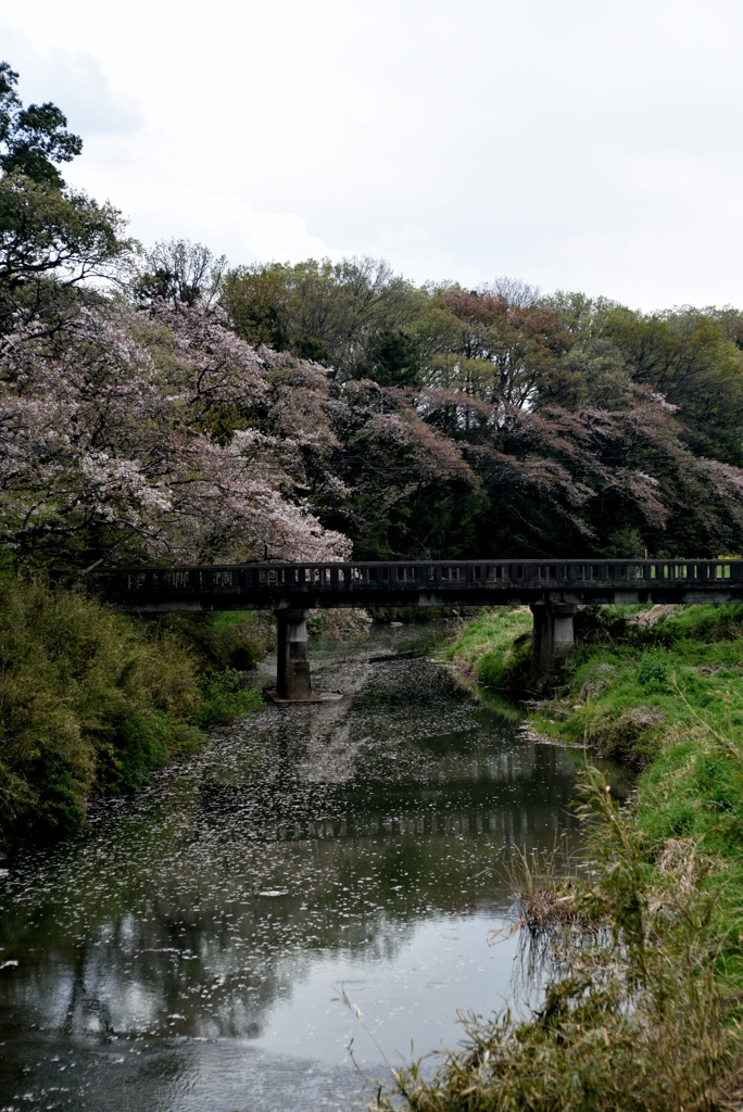桜と橋