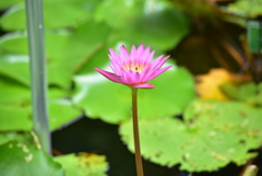 蓮の花