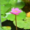 蓮の花