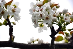 梨の花