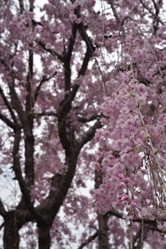 しだれ桜