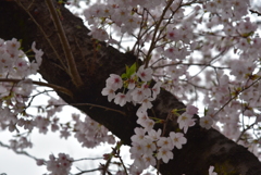 ソメイヨシノ