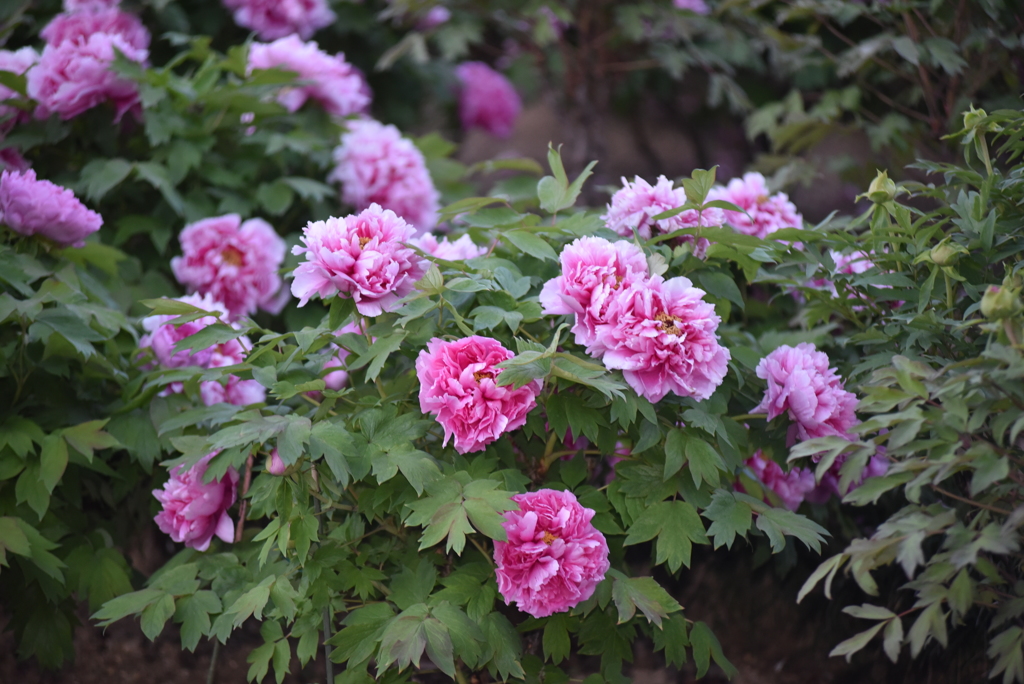 牡丹の花が見ごろです