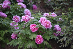 牡丹の花が見ごろです