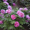 牡丹の花が見ごろです