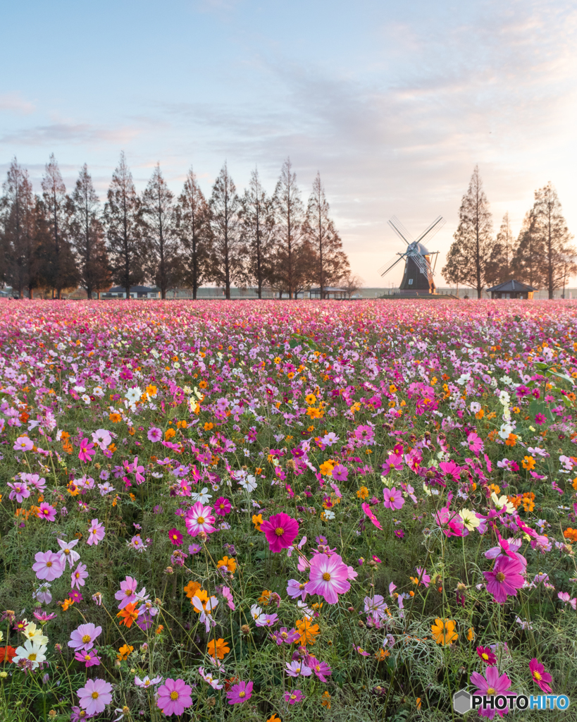 2018-11-03あけぼの山コスモス-2