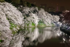 千鳥ケ淵の夜桜ライトアップ