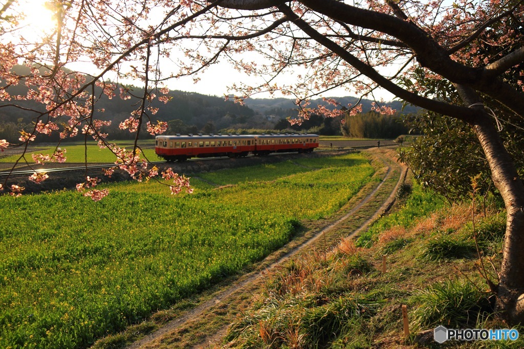 早春の小湊鉄道