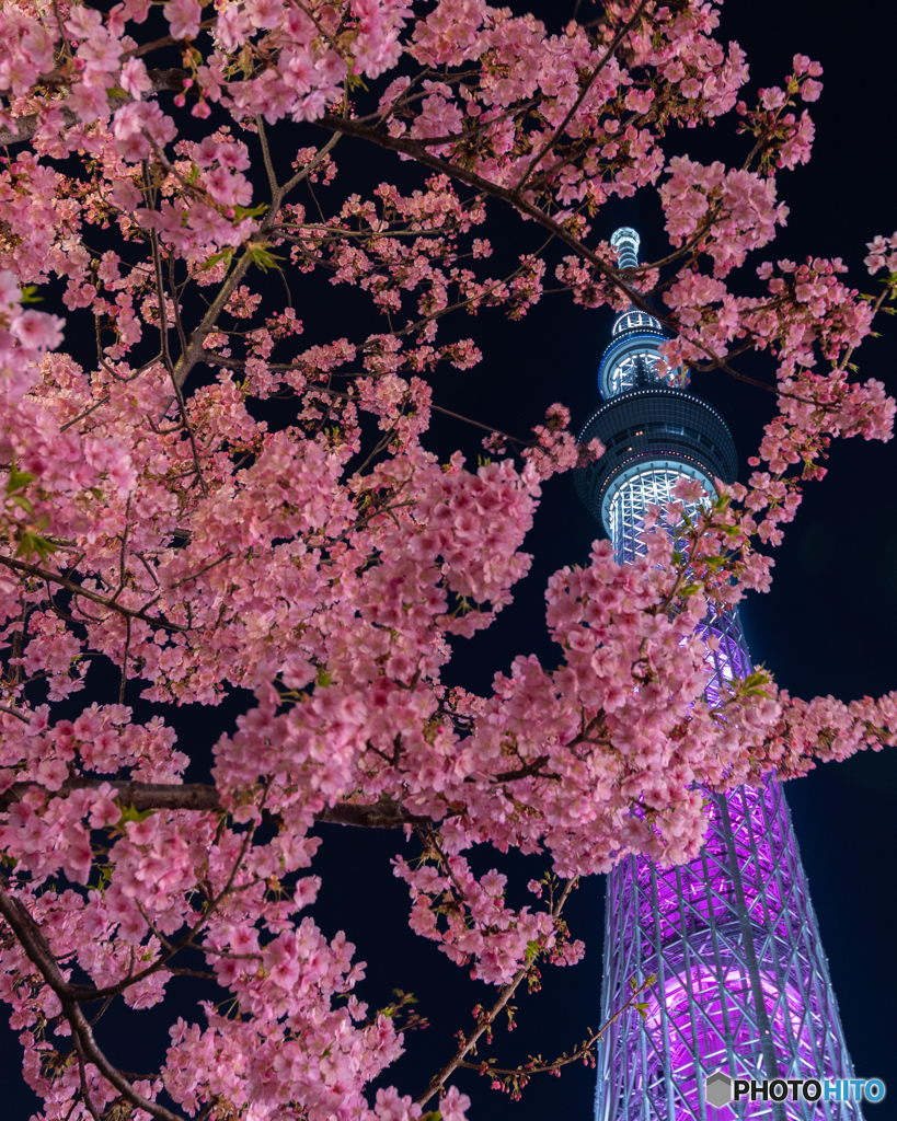 河津桜と東京スカイツリー