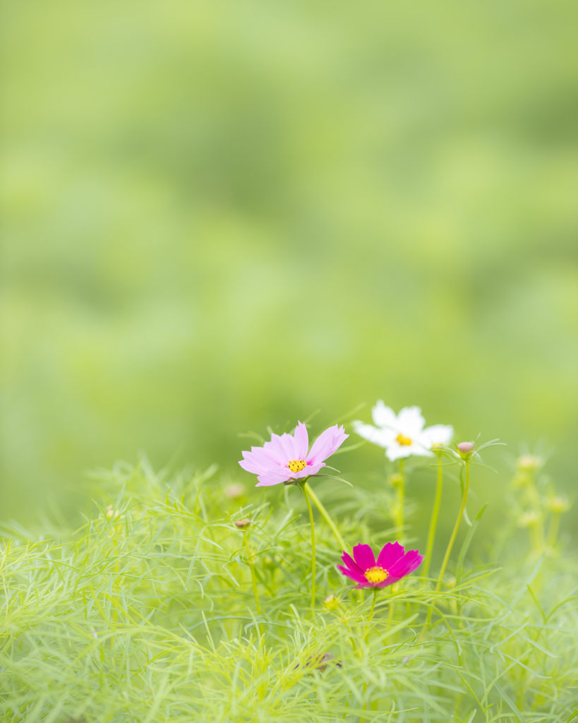 あけぼの山コスモス