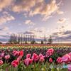 チューリップ畑の朝