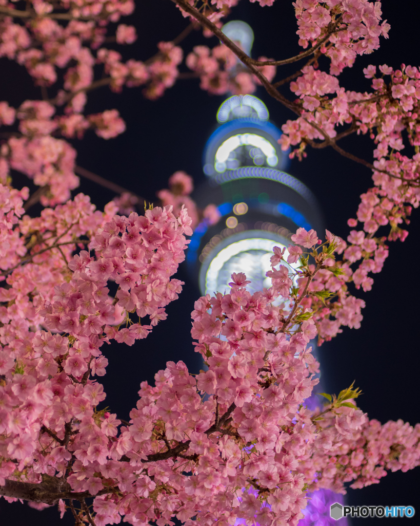 河津桜と東京スカイツリー