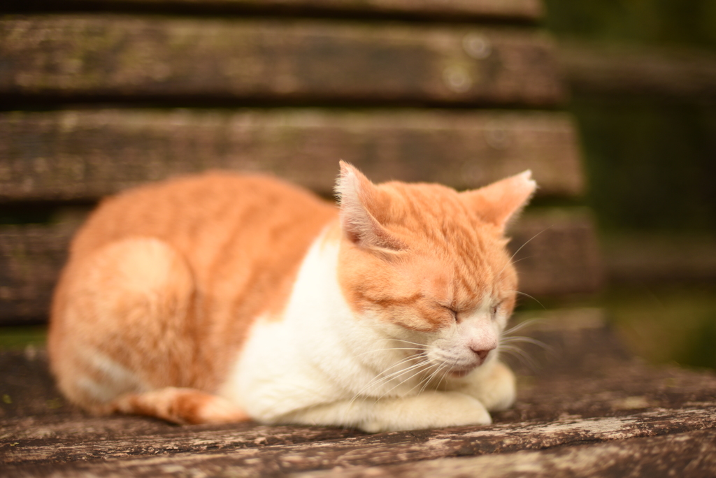 ネコ　ベンチの上