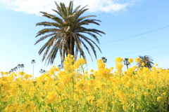 菜の花畑②
