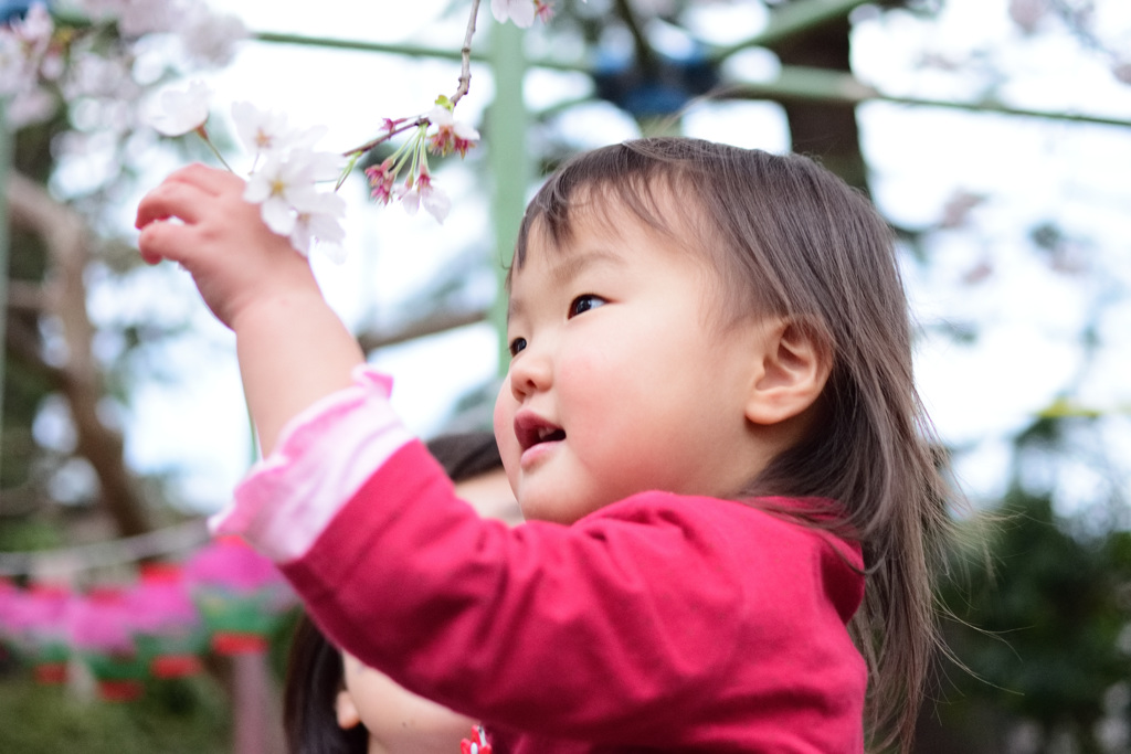 桜かわいい