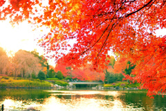 秋の中央公園2