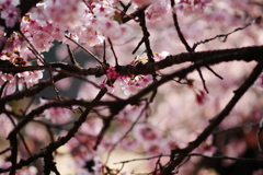 囲い桜