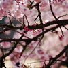 囲い桜
