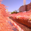 目黒川の夜桜