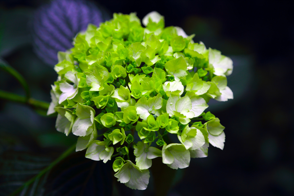 lime green まだ色づいてない・・・