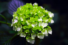 lime green まだ色づいてない・・・