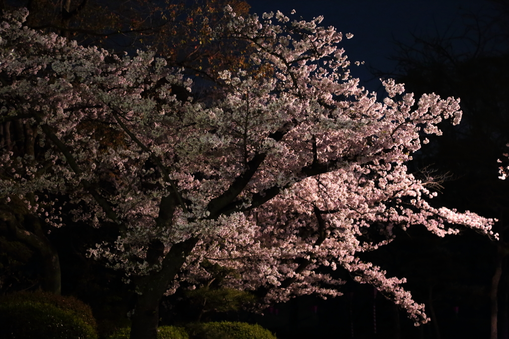 お花見ですⅩ