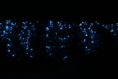 Mediocre illumination.1
