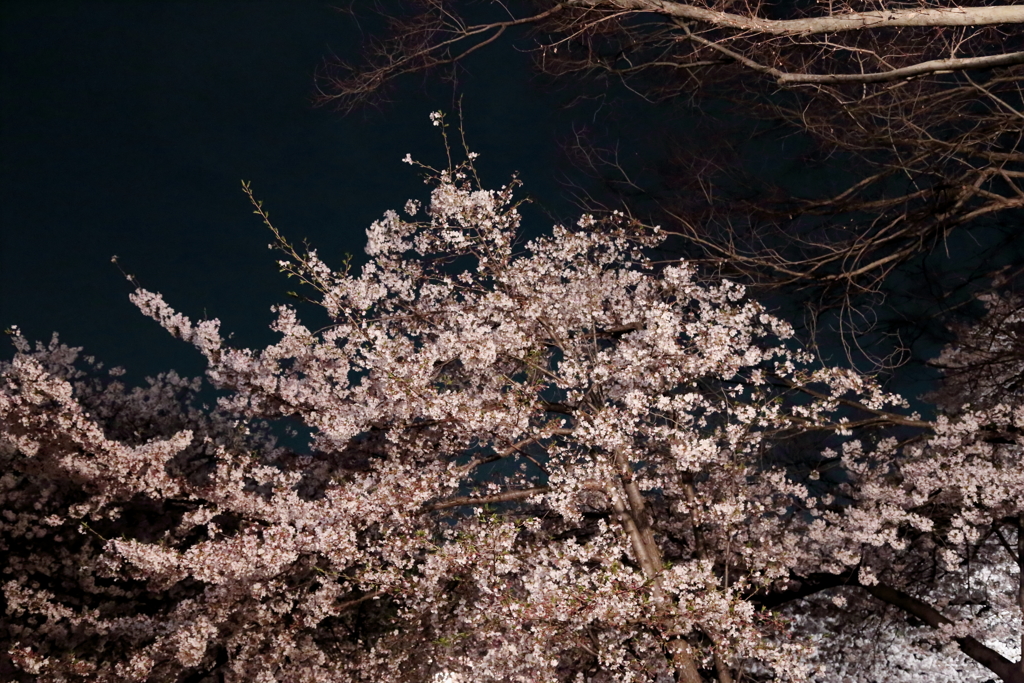お花見ですⅣ