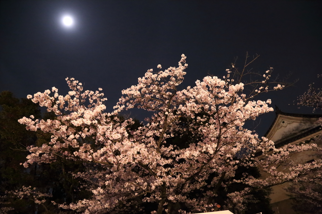 お花見ですⅡ