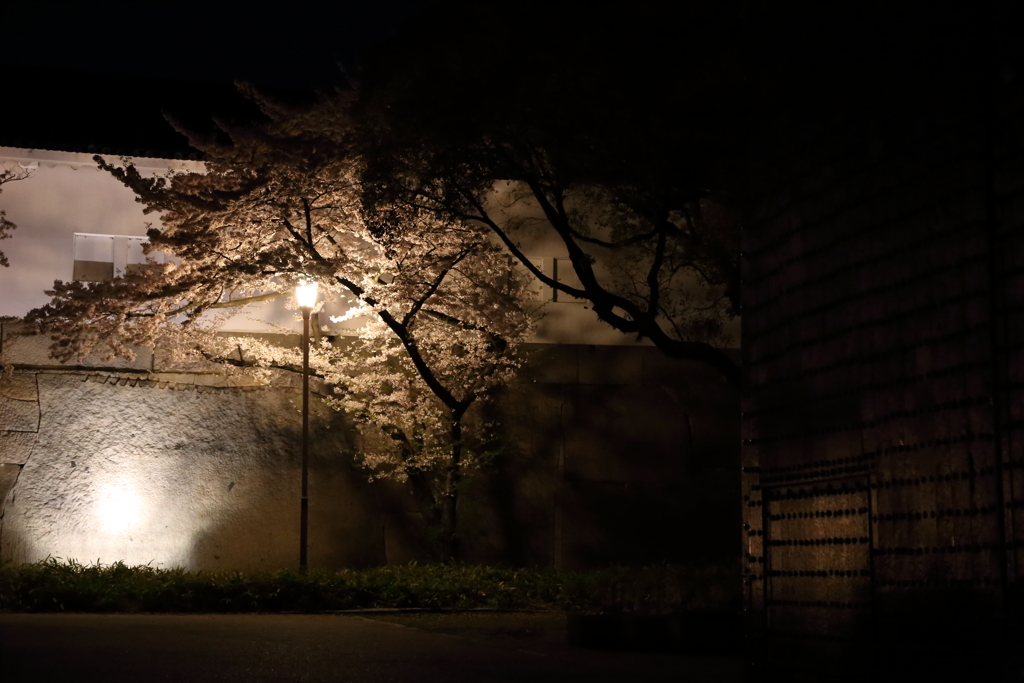 お花見ですⅧ