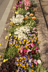 植え込みに