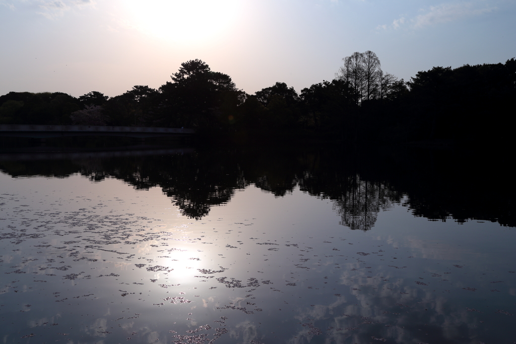 朝の水桜
