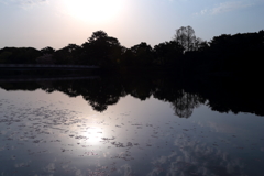 朝の水桜